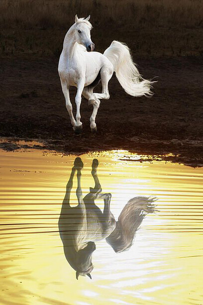 Dancing With Myself © Ron McGinnis