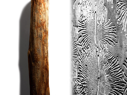 Bark Beetle Calligraphy. Courtesy of Florida Museum of Natural History