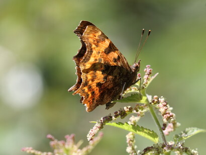 Comma with backlit underwings,Titchfield Haven © Gehan de Silva Wijeyeratne
