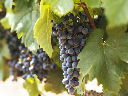 Graciano may also be added for pronounced acidity