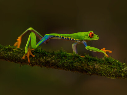 Red-eye tree frog: Costa Rica's government and population strongly support conservation of flora and fauna