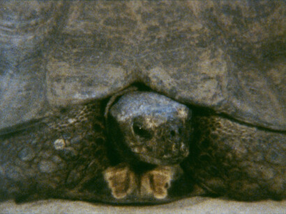 Turtle, 2011, 16mm film, colour, no sound, 2'40''
Produced by Frac Île-de-France/Le Plateau, Paris © João Maria Gusmão + Pedro Paiva

