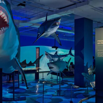 Requins, vue de l'exposition. Avec l'aimable autorisation du ROM
