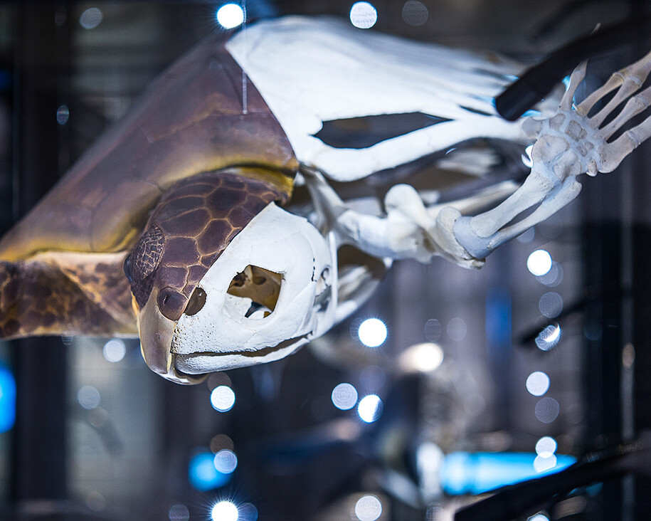 Evolution in Action. Courtesy of Museum für Naturkunde