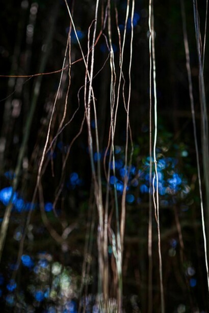 Jungle Road 13-03-28, 2013, Archival pigment print, printed 2014, 33 x 22 inches, edition of 10 © Laurie Lambrecht.