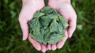 Le piante crescono senza fare chiasso