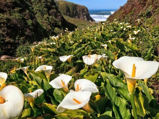 Stuart L. Gordon, Calla Lilly Heaven, Photographic Print on Fine Art Paper, 16" x 24"