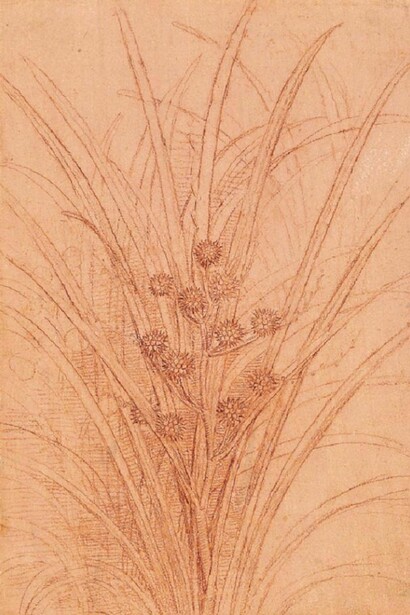 Leonardo Da Vinci - Calta palustre