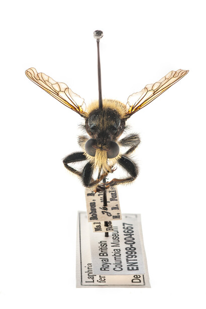 Entomology. Courtesy of Royal BC Museum