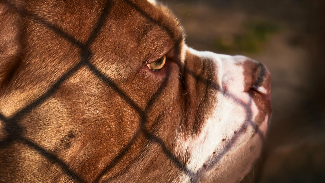 Cachorro e sombra de grades. O cão pareceu perceber a minha presença, mudou de direção e rumou ao meu encontro. Fiquei alerta. Ele veio andando lentamente e quando chegou a cerca de uns dois metros parou. Levantou a cabeça e me olhou fixamente. Pude então notar que ele estava cravado de dezenas de espinhos no focinho e em torno dos olhos