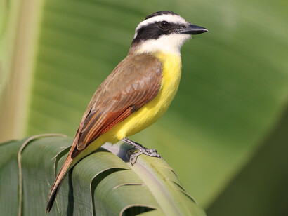 Benteveo posado en una hoja