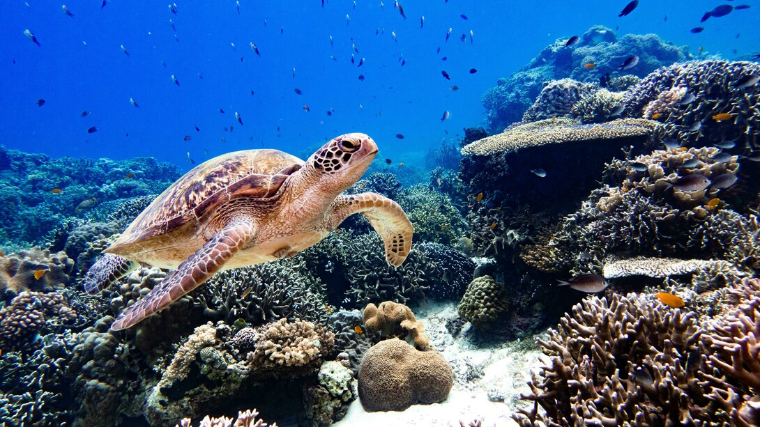 Você sabia? Que a cada dois respiros que você dá, um deles vem diretamente da produção das algas marinhas? O mar abriga milhares de animais marinhos, uma biodiversidade que ainda nem conhecemos por completo, mas que já estamos destruindo com materiais que parecem eternos…