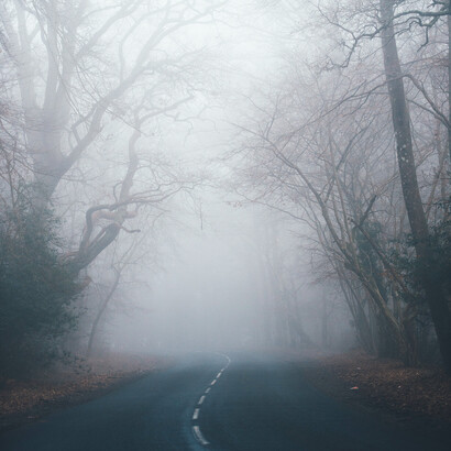 Bosco immerso nella nebbia