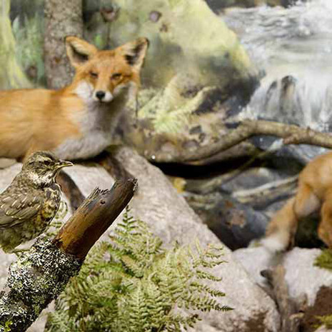 The Natural History Museum. Courtesy of Vapriikki