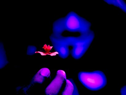 Hacker que regala flores