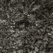 Nicholas Nixon, Arnold arboretum no. 1, 2024. Courtesy of Robert Klein Gallery