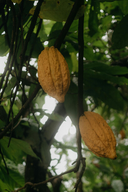 Benefícios físicos e emocionais do cacau, incluindo minerais essenciais e propriedades antioxidantes