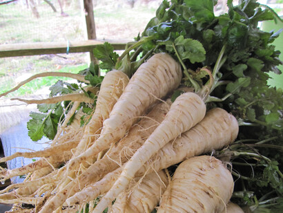 Pastinaca sativa, var. hortensis