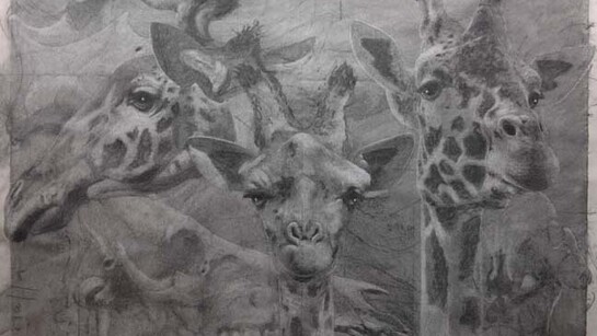 Quentin Garel, Palimpseste X (Girafe), 2014, Charcoal on Paper, 39½" x 59"