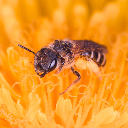 Bees collecting pollen: science has widened our understanding of the natural world and given new dimensions to the meaning of nature