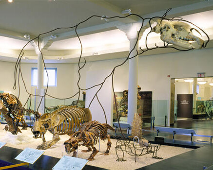 Hall of Primitive Mammals. Courtesy of American Museum of Natural History