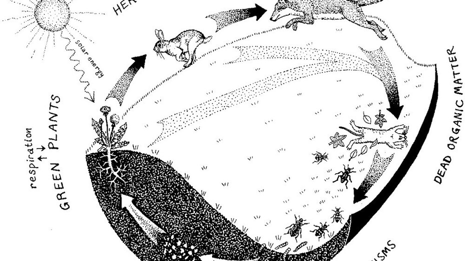 Illustrazione dal volume "Vita e natura: una visione sistemica", Aboca Edizioni