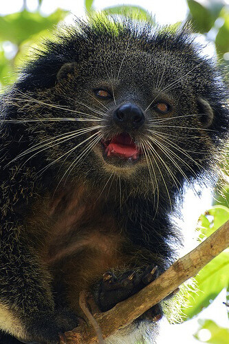 Binturong (Arctictis binturong), também conhecido como o Bearcat asiático, o Palawan Bearcat, ou simplesmente o Bearcat