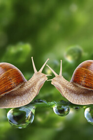 Una pareja de caracoles