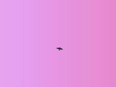 Un pájaro en el cielo rosa