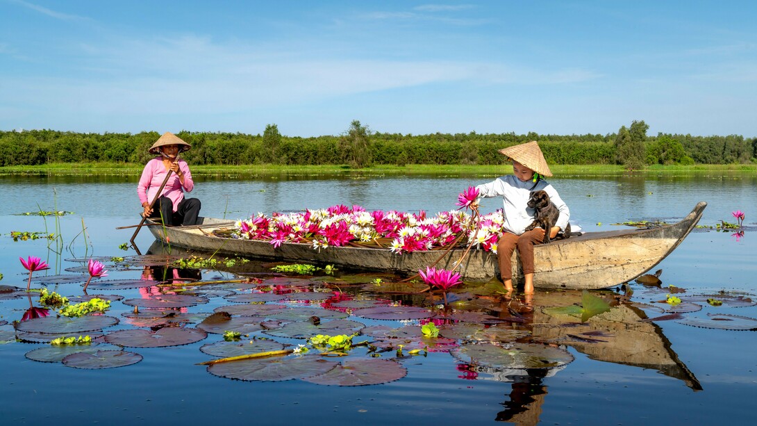 A traditional boat brimming with freshly gathered water lilies, symbolising the simple livelihood sustained by Vietnam’s rivers and wetlands