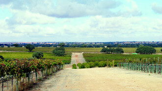 Diferentes tipos de viñedos de Dehesa de Luna. © Patricia Rodríguez Wagner