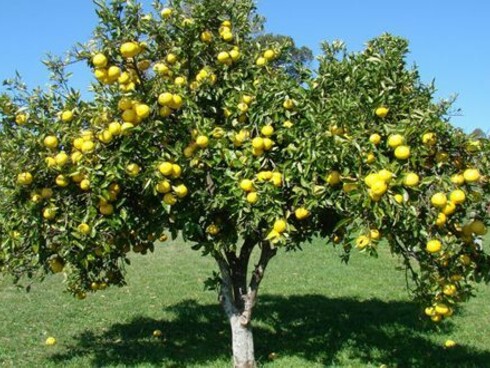 Un albero di bergamotto