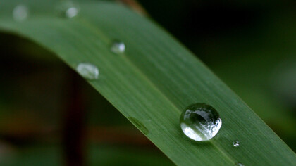La saggezza della vita