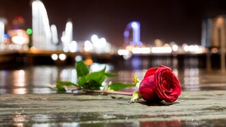 Una rosa en Barcelona