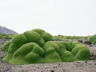 Llareta #0308-2B31 (Up to 3,000 years old; Atacama Desert, Chile), from The Oldest Living Things in the World by Rachel Sussman, https://triennale.org/eventi/broken-nature 