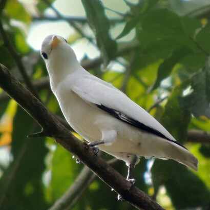 «Carpodectes antoniae», recolectada por Zeledón y descrita por Robert Ridgway. Foto: Henry Fallas (Asociación Ornitológica de Costa Rica)