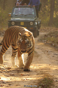 Una tigre reale del Bengala nel Parco Nazionale di Kanha, Madhya Pradesh (2013). © Sandip Dey
