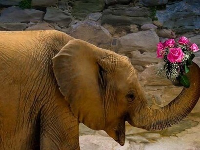 La visione dell'elefante
