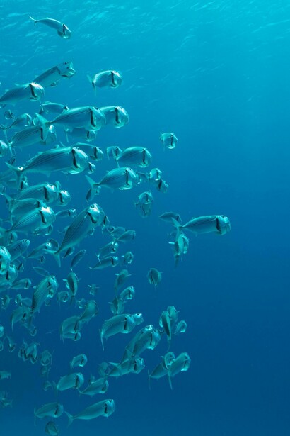 Ogni missione scientifica nel Mediterraneo aiuta a costruire un archivio di conoscenze indispensabile per affrontare le sfide ambientali del presente e del futuro