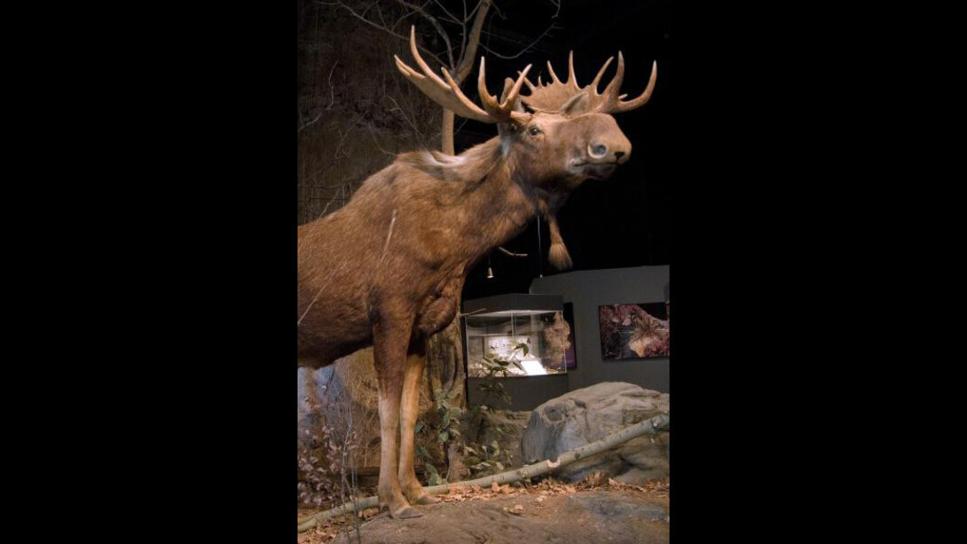 Adirondack Wilderness. Courtesy of New York State Museum