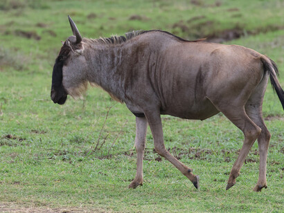 Blue Wildebeest, Nairobi National Park, (c) Gehan de Silva Wijeyeratne