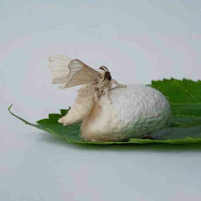 As immoral and decadent silk costumes began to lose their luster and sex appeal, slavery would soon boom with the invention of the Cotton Gin