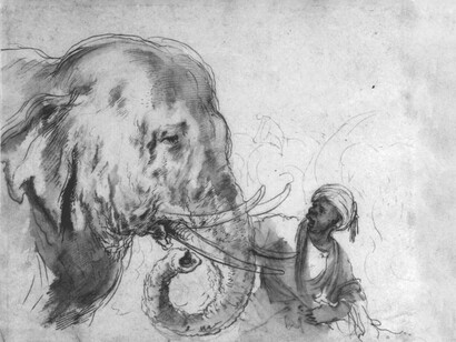 L’elefantessa Hansken in un disegno di Stefano della Bella