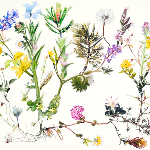 Jennifer Wanner. Second Nature. Courtesy of Glenbow