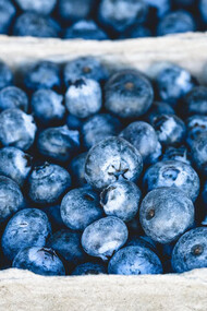 Blueberries picked and placed in cardboard bowls