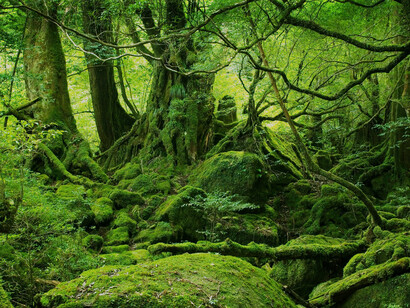 Energy and environmental policies can be codified in presidential directives and new laws