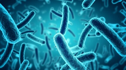 Muchas bacterias son beneficiosas para los seres humanos, aunque suelen ser más conocidas por las pocas que causan enfermedades
