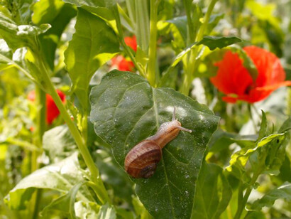 Snail eating a leaf