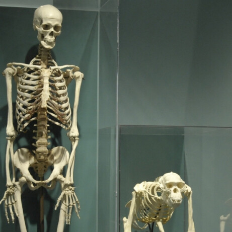 Evolution. Courtesy of Harvard Museum of Natural History