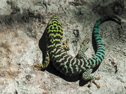 Standing's Day Gecko © Louise Jasper